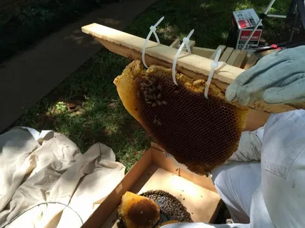 How Honey Bee Removal Helps Maintain Healthy Urban Gardens