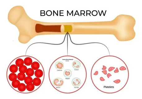 Turning the Tide on Bone Marrow Failure