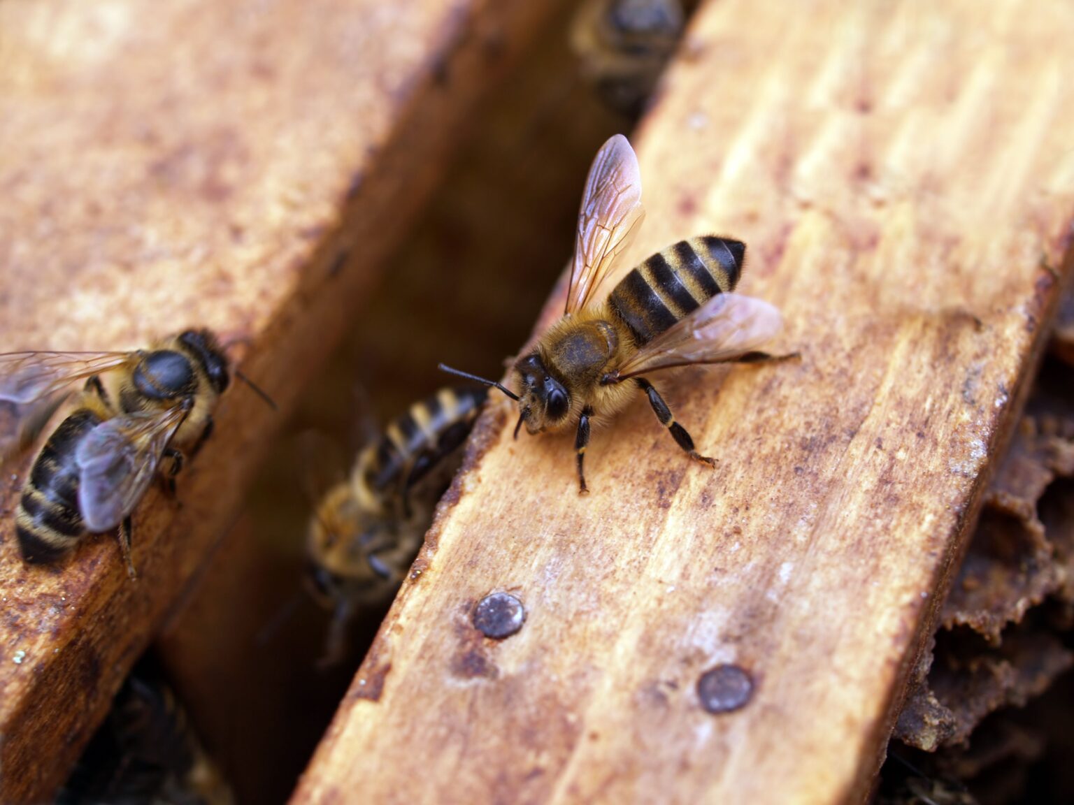 Does Homeowners Insurance Cover Bee Removal? The Fine Print You Need to Read